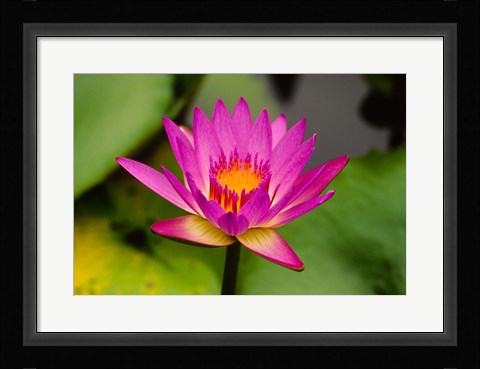 Framed Single magenta water lily at the Orchid Garden at Lake Gardens Park in Kuala Lumpur Malaysia Print