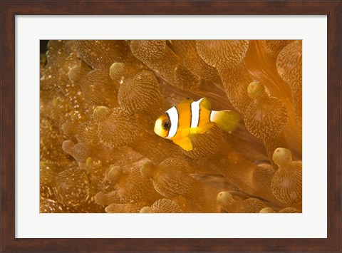 Framed Clark&#39;s Anemonefish, Puerto Gallera, Philippines Print