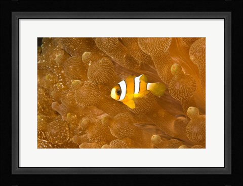 Framed Clark's Anemonefish, Puerto Gallera, Philippines Print