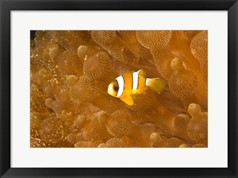 Framed Clark's Anemonefish, Puerto Gallera, Philippines Print