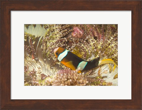 Framed Clark&#39;s Anemonefish, Philippines Print