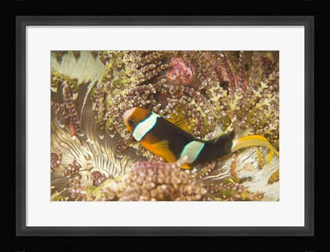 Framed Clark's Anemonefish, Philippines Print