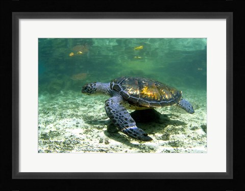 Framed Green Sea Turtle Savai'i Island, Western Samoa Print