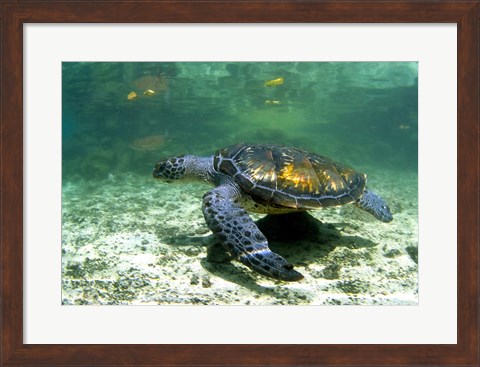 Framed Green Sea Turtle Savai&#39;i Island, Western Samoa Print