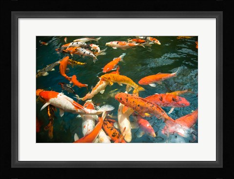 Framed Ornament Koi or Common Carp, Shopping Mall Pond, Malacca, Historic Melaka, Malaysia Peninsula, Malaysia, SE Asia Print