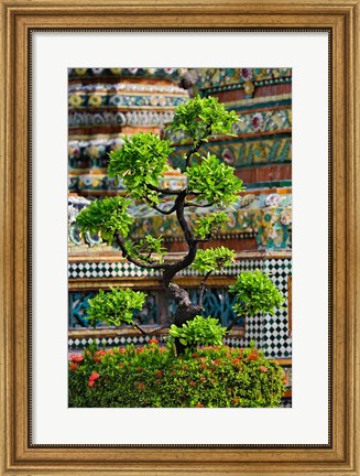 Framed Bonsai tree in front of chedi, Wat Pho, Bangkok, Thailand Print