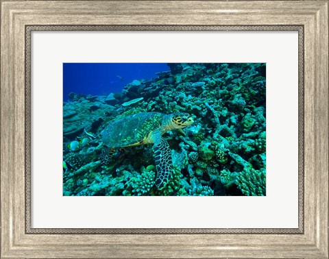 Framed Sea tutle, Southern Maldives, Indian Ocean Print