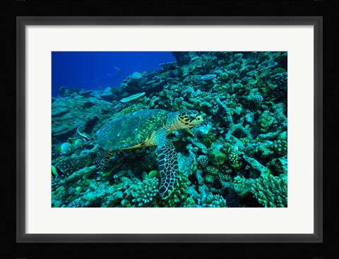Framed Sea tutle, Southern Maldives, Indian Ocean Print