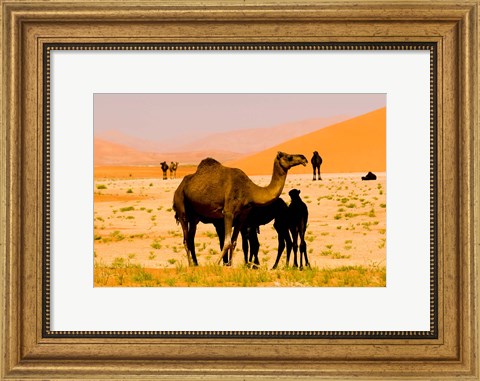 Framed Oman, Rub Al Khali desert, camels, mother and calves Print