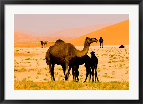 Framed Oman, Rub Al Khali desert, camels, mother and calves Print