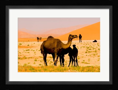 Framed Oman, Rub Al Khali desert, camels, mother and calves Print