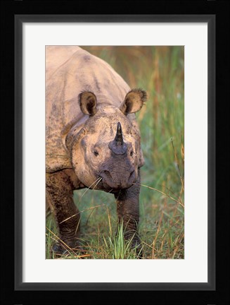 Framed Asia, Nepal, Royal Chitwan NP. Indian rhinoceros Print
