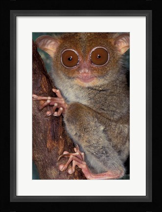 Framed Asia, Philippines, Tarsier Print