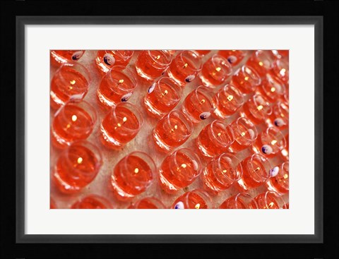 Framed Malaysia, several offering light in a Buddhist temple Print