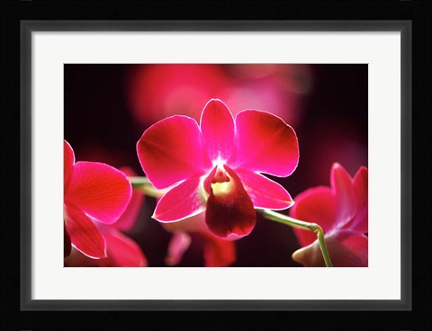 Framed Malaysia, Orchid Print