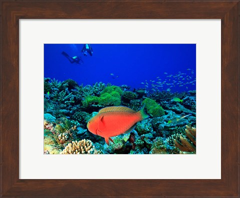 Framed Sheephead Parrotfish, North Huvadhoo Atoll, Southern Maldives, Indian Ocean Print