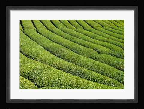 Framed Tea Field in Rize, Black Sea region of Turkey Print