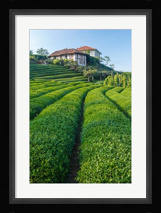Framed Tea Field in Rize, Black Sea Region of Turkey Print