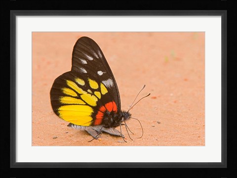 Framed Thailand, Tung Saleng Luang NP, Jezebel, salt minerals Print