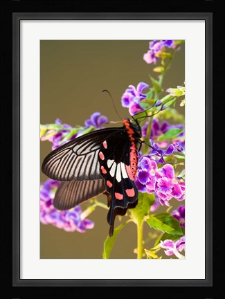 Framed Thailand, Doi Inthanon, Papilio polytes, butterfly Print
