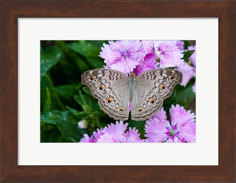Framed Thailand, Khon Kaen, grey Pansy butterfly Print