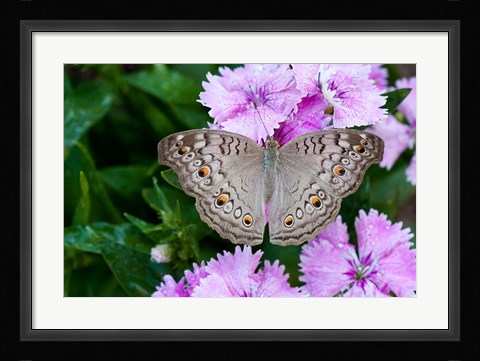 Framed Thailand, Khon Kaen, grey Pansy butterfly Print