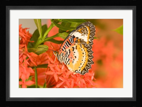 Framed Thailand, Nam Nao NP, Leopard Lacewing butterfly Print