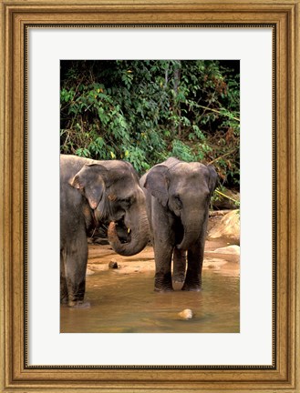 Framed Asian Elephants in Khao Yi National Park, Thailand Print