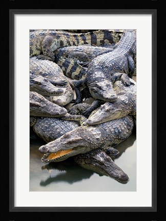 Framed Asia, Thailand Crocodiles Print