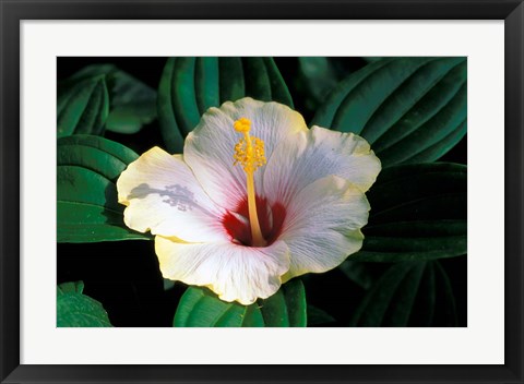 Framed Hibiscus flower, Bangkok, Thailand Print