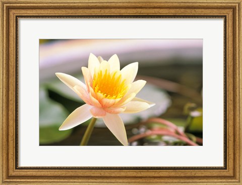 Framed Water Lily flower, Ayuthaya, Thailand Print