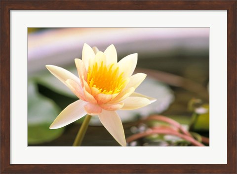 Framed Water Lily flower, Ayuthaya, Thailand Print
