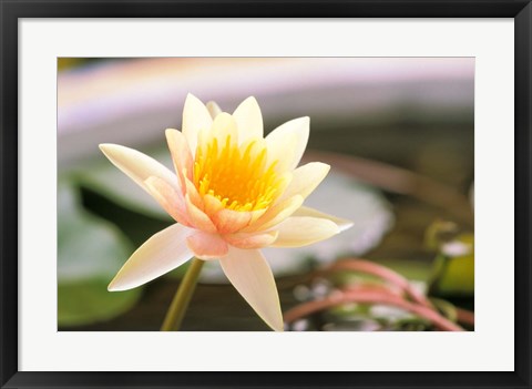 Framed Water Lily flower, Ayuthaya, Thailand Print