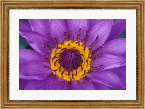 Framed Purple and Yellow Lotus Flower, Bangkok, Thailand Print