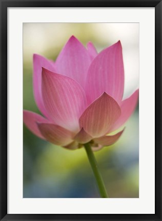 Framed Bloom of Lotus Flower, Bangkok, Thailand Print