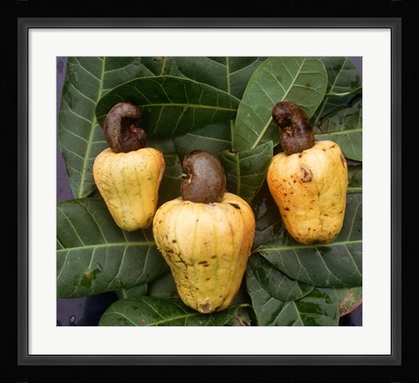 Framed Cashew Nuts, Thailand Print