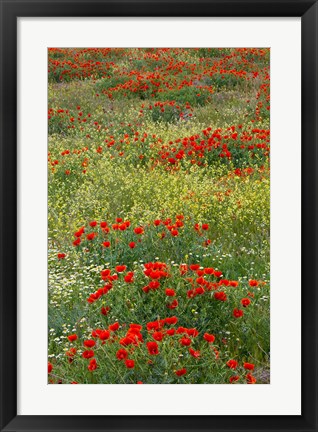 Framed Red Poppy Field in Central Turkey during springtime bloom Print