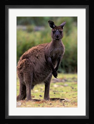 Framed Western Grey Kangaroo in its Brown Phase, Australia Print