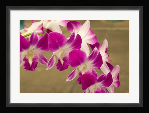 Framed Cambodia, Phnom Penh, Royal Palace, Orchids Print