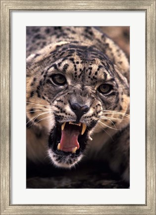 Framed Tibet, Snow Leopard, captive Print