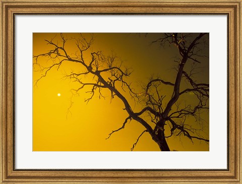 Framed Tree, Outback, Australia Print