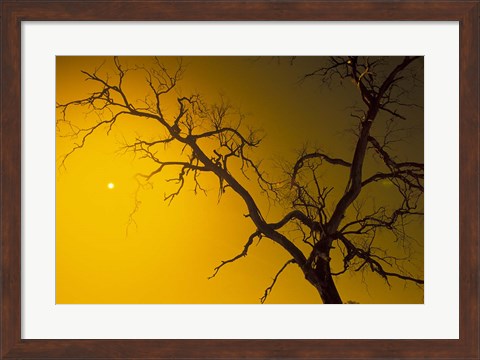 Framed Tree, Outback, Australia Print