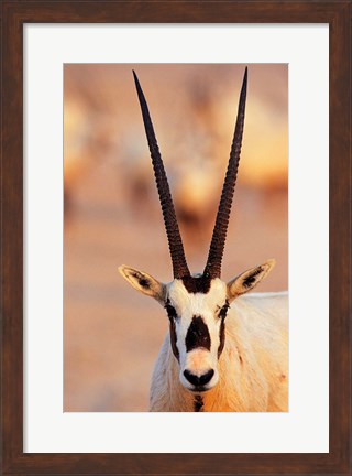 Framed Arabian Oryx wildlife on Sir Bani Yas Island, UAE Print