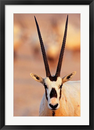 Framed Arabian Oryx wildlife on Sir Bani Yas Island, UAE Print