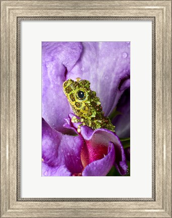 Framed Close-up of mossy tree frog on flower, Vietnam Print