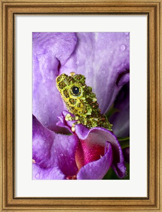 Framed Close-up of mossy tree frog on flower, Vietnam Print
