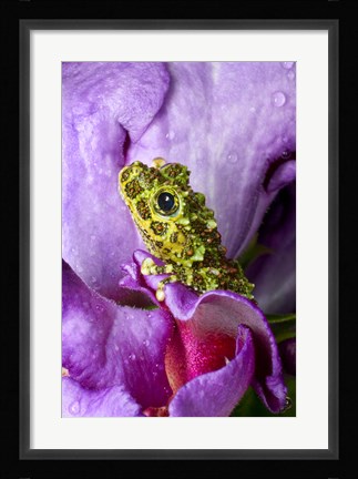 Framed Close-up of mossy tree frog on flower, Vietnam Print