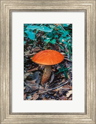 Framed Orange Wild Mushroom Print