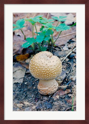 Framed Wild Mushroom Growing in Forest Print