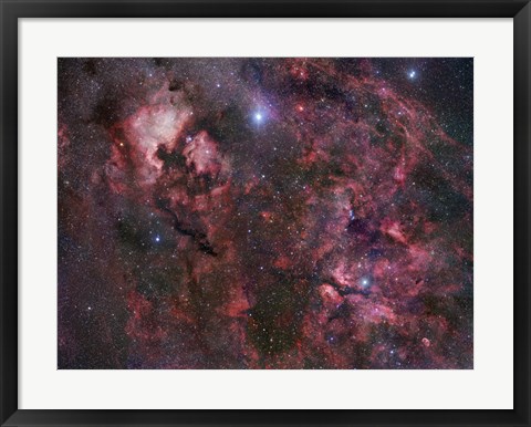 Framed Northern Cygnus Print